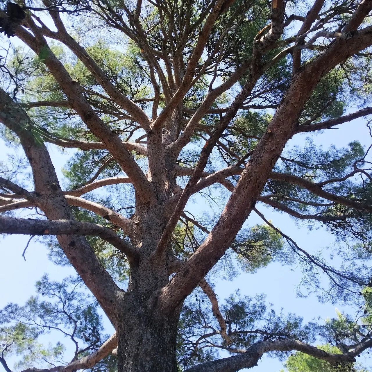 Réalisation Aux deux arbres