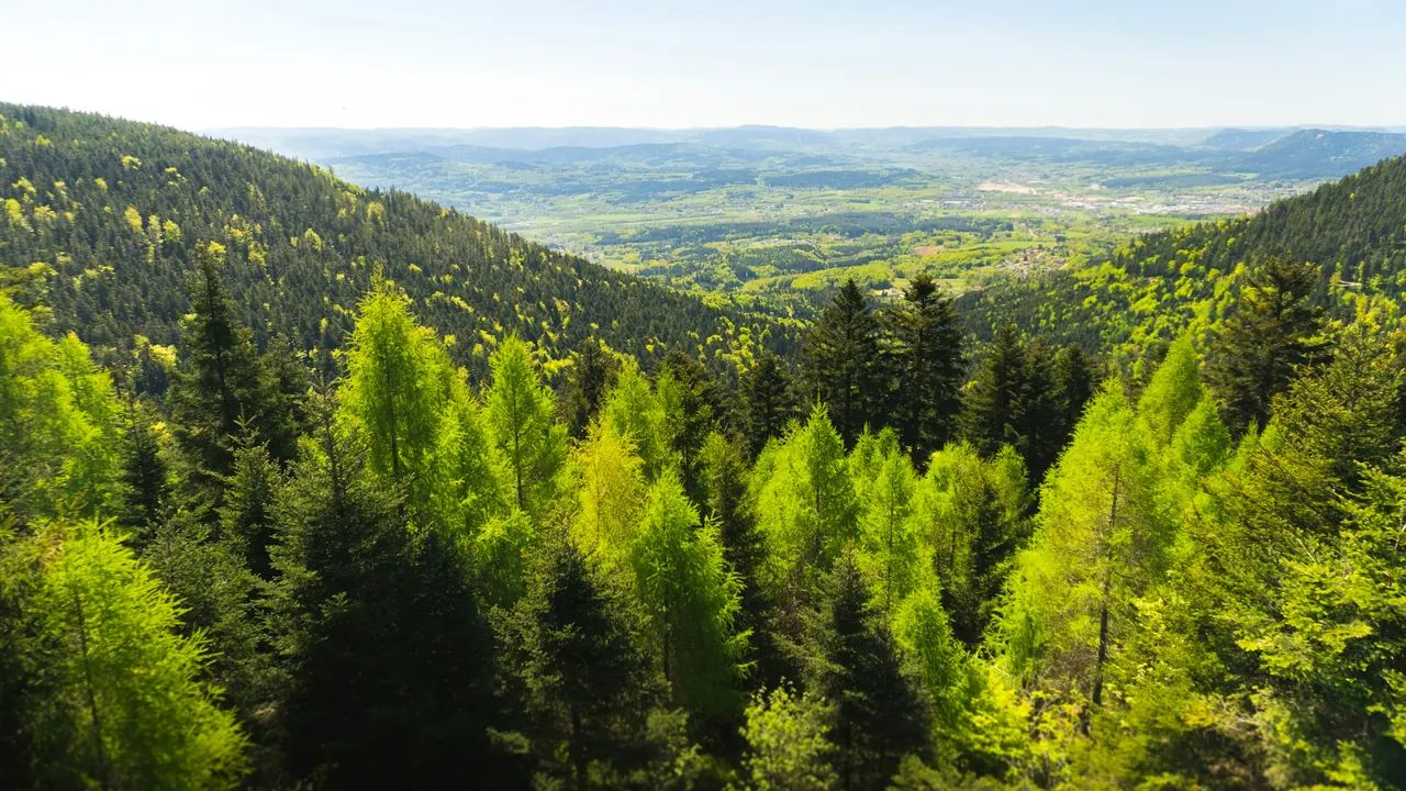 Attestation de débroussaillement : le guide pour les entreprises de paysage