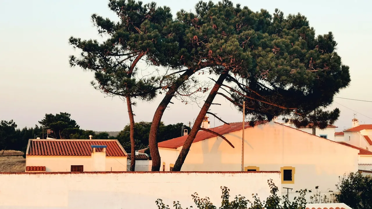 Comment chiffrer un abattage d'arbre : les critères qui font varier le prix (et comment les justifier au devis)