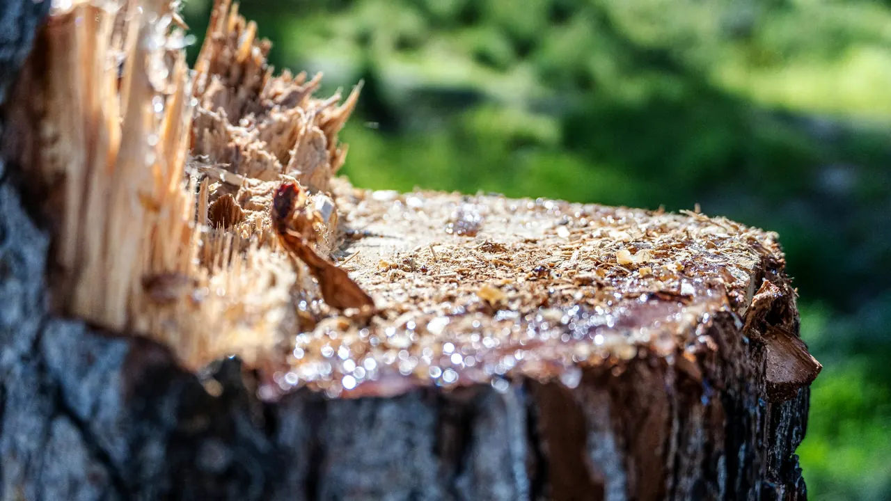 Comment chiffrer un abattage d'arbre : les critères qui font varier le prix (et comment les justifier au devis)