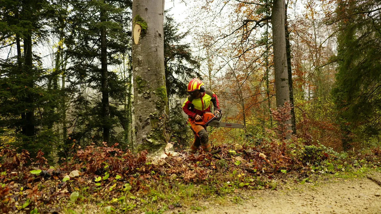Comment chiffrer un abattage d'arbre : les critères qui font varier le prix (et comment les justifier au devis)