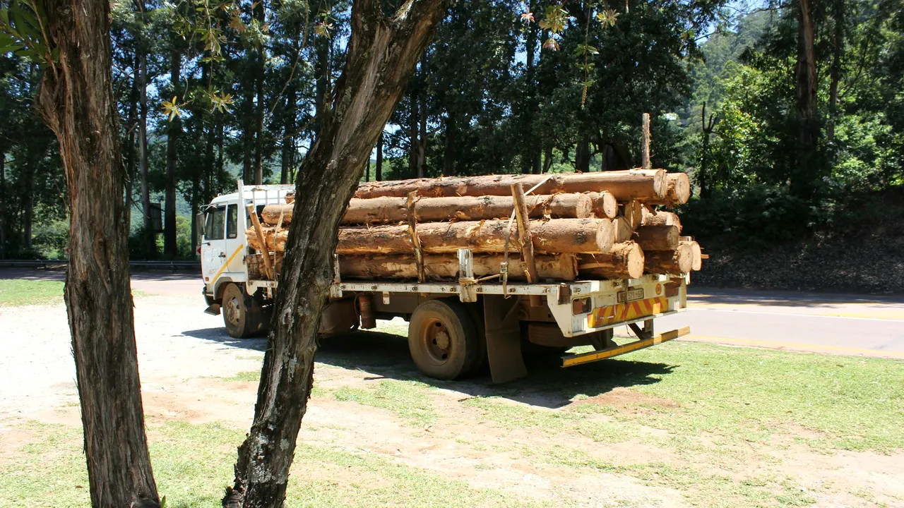 Comment chiffrer un abattage d'arbre : les critères qui font varier le prix (et comment les justifier au devis)