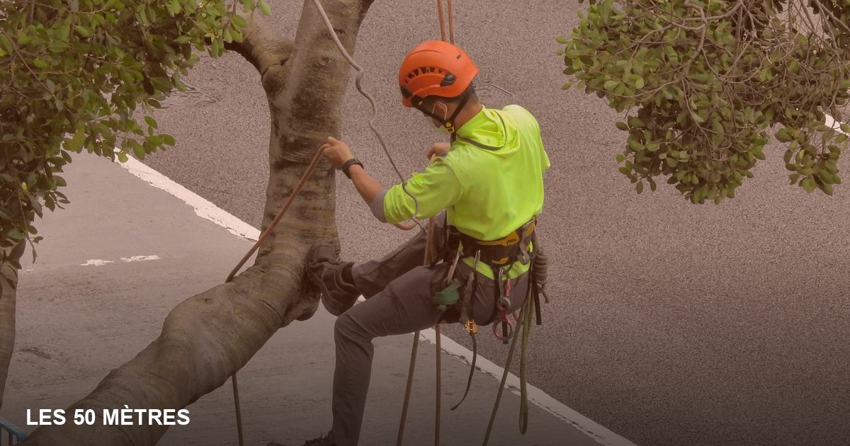 Comment chiffrer un abattage d'arbre : les critères qui font varier le prix (et comment les justifier au devis)