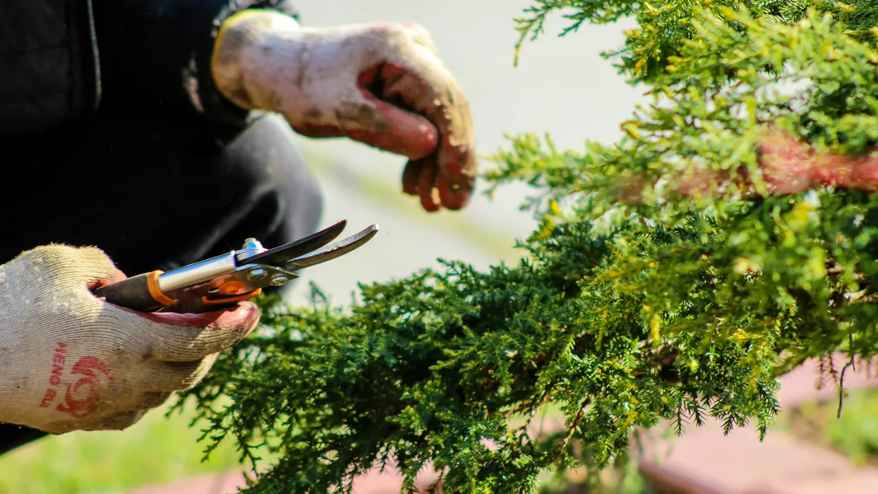 Crédit d'impôt jardin : ce qu'un paysagiste doit savoir pour convaincre au devis