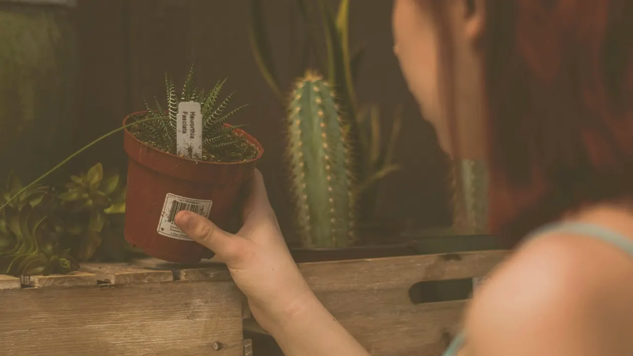 Passeport phytosanitaire européen : ce qu'il faut savoir pour les végétaux que vous posez