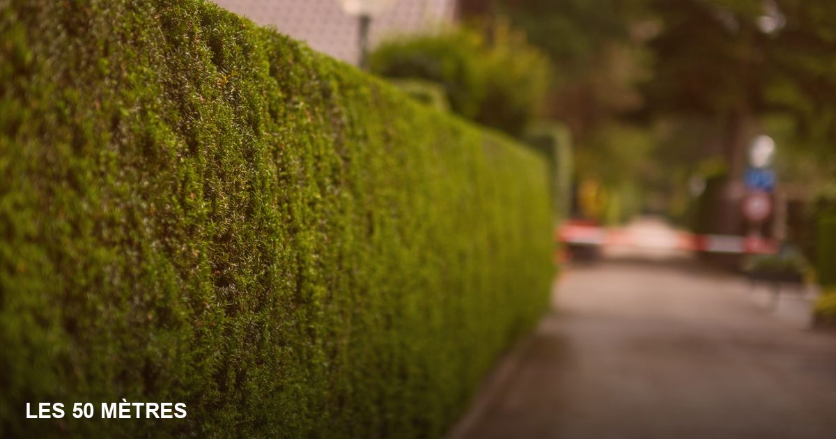 Période de taille interdite : ce que dit la loi et comment l'expliquer à un client pressé